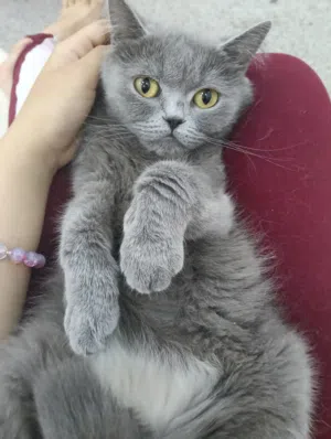 قطة مكس بريطاني فاخرة (British Shorthair Mix) – صحة ممتازة ومتطعمة