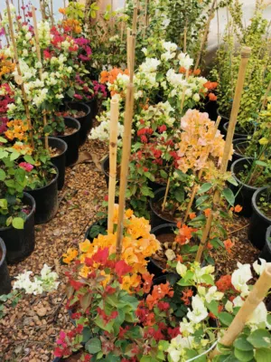 جميع انواع أشجار الزينة ( بلدي ومستورد )