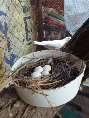 يمام كريم وجوخ وفاختي