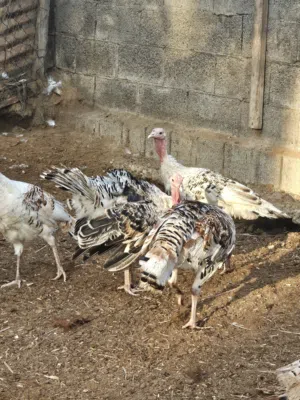 للبيع رومي ذكور واناث