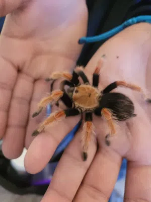 Spiders Tratualas