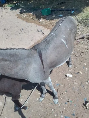 ‏حمير‏4