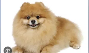 Pomeranian dog for sale, proven breeder and currently pregnant with 3 puppies.  With her passport