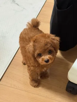 Toy  Poodle Puppy