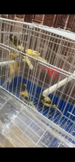 كناري لبيع في الخليل لمعنى خاص