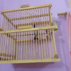 3 بلابل نثيه اليفه وفحله ثنين وحنجرا فول ينباعن بدون اقفاص