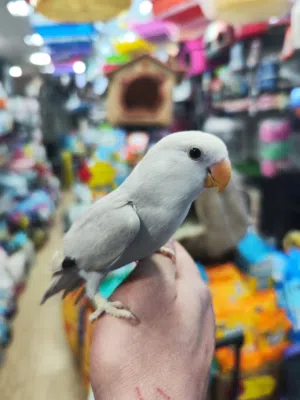 طيور روز اليفات جدا العمر 55 يوم فطم جديد متوفر عده الوان اربع حبات