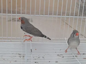 2 من طيور الزيبرا ذكر +انثى بحاله صحيه ممتازه مع قفص وطعام وكامل المستلزمات