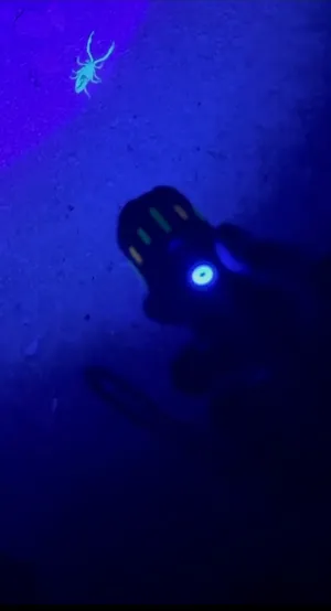 Bug Zappers . New2