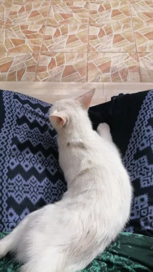 قطه للبيع ب 1