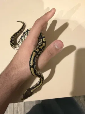 للبيع ball python