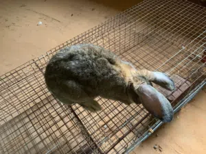ارانب جامبو 3/4