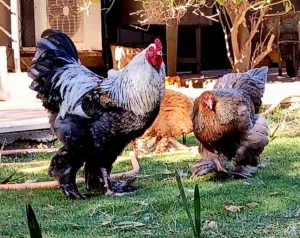 كوبيا برهما. سلمون بلو.   الله يبارك.