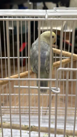 طير لوف بيرد