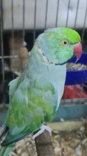 دره اليف فحل متكلم