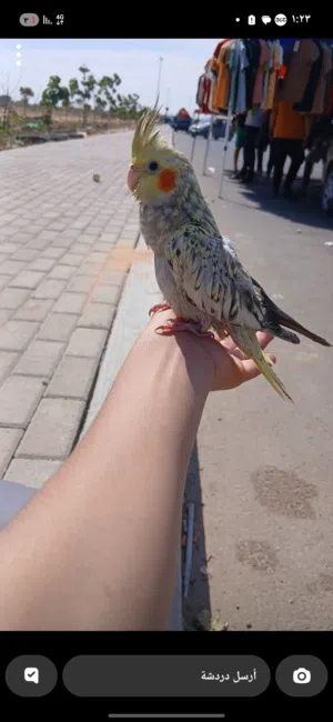كوكتيل للبيع نص ترويض بعمر 5 اسابيع ربي يبارك ايزابيل