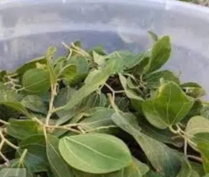 ورق سدر للبيع  ورق ليس مطحون
