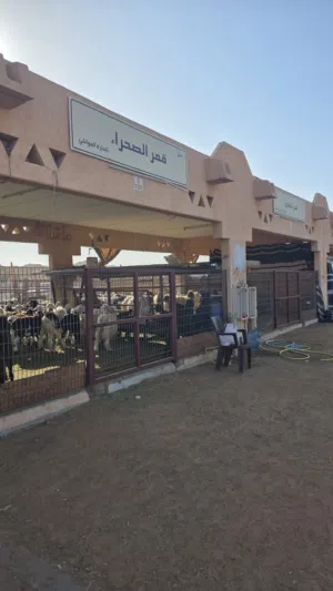 تيوس محلي 750 درهم