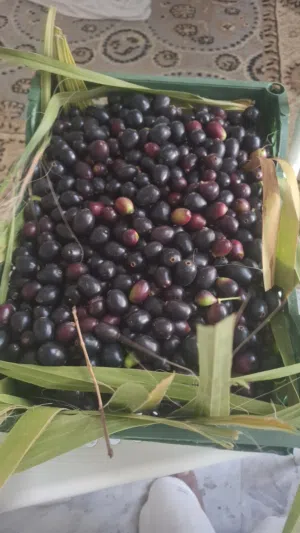 زام تايلاندي حجم كبير