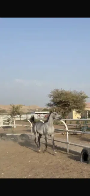 خيل فحل واهو العمر سنتين ونص