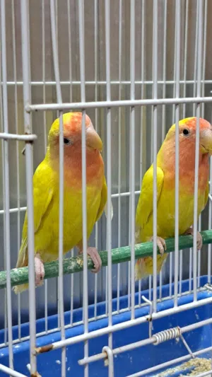 جوز روز البينو