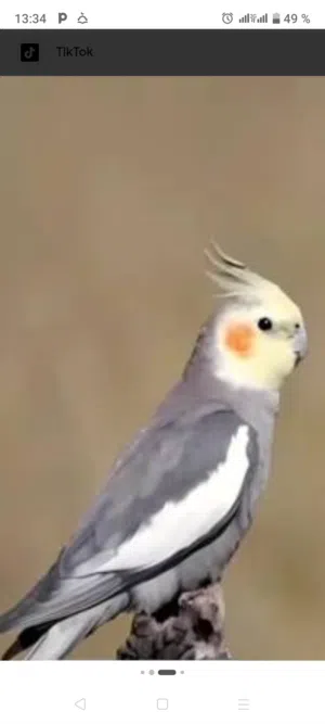 6 ببغاء للبيع