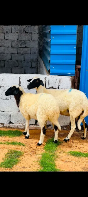 نعجه وطنيه سن سداس تحتها حوليه