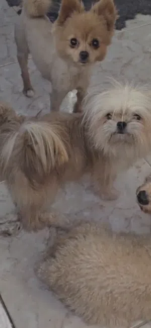 pomshi female mini size 6 months maltipoo female 5 months pomeranian male 5 months vaccinated