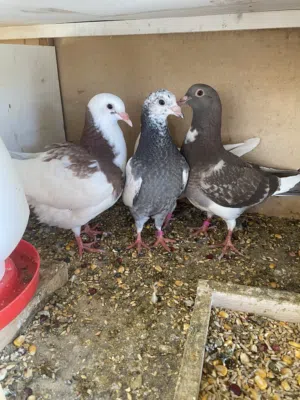 بيع دجاج وحمام