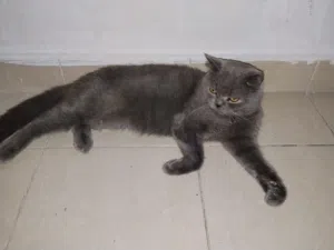 للبيع زوج لديها ولدين صغار عمرهم اسبوع السعر هو 6 دينار