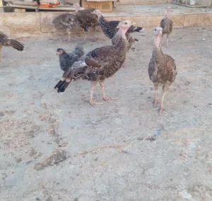 حبش للبيعع