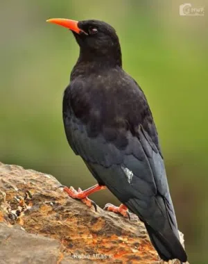 احمد الصياد 
