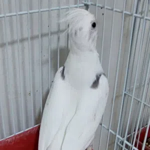 Mohammed 