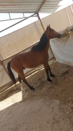 خيل انكليزي خصي