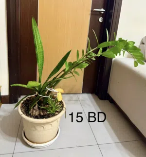 Indoor plants for sale