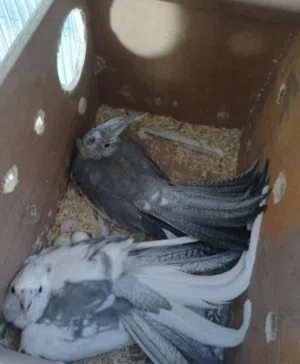 للبيع زوج كوكتيل