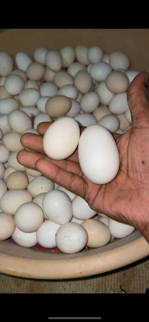 بيض دجاج مخصب بلدي وفيومي