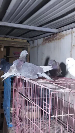 حمام لوت للبيع