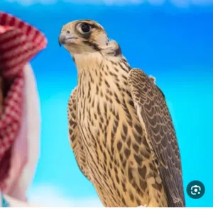 Oman Omani 