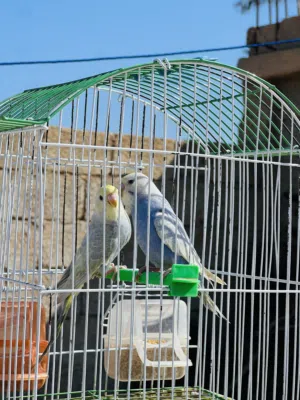 انتاج رينبو