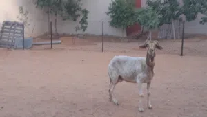 نعجه وطنيه الله يبارك عشره بادن الله ضرعها سليم سنها جامعه...