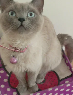 Siamese4