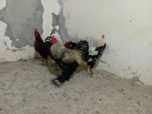 ديوك عدد 4