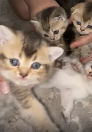 قطط عمرهم شهر