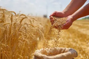 Ukraine and Russia & Kazakhstan wheat for importing only
