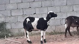 تنيه تحتها حولى عمره 20يوم