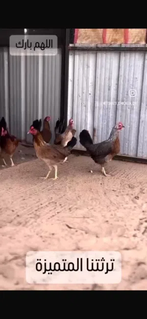 للبيع أطباق بيض دجاج عربي قديم سيافي