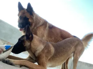 femelle malinois