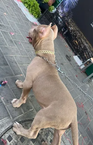 ‏بيتبول‏1