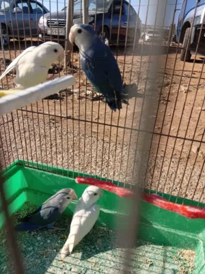 جوزين روز جاهزات